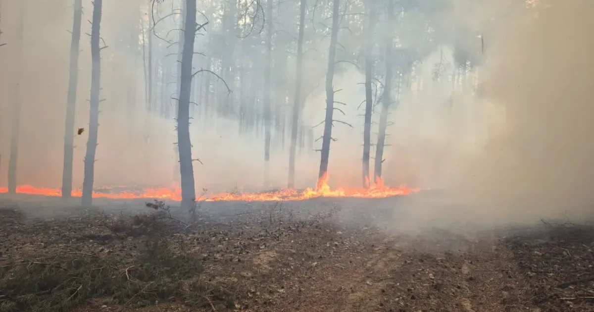 Фото: ДСНС Харківщини Поблизу Колісниківки горіло 9 га підстилки соснового лісу на порталі Gromada Group