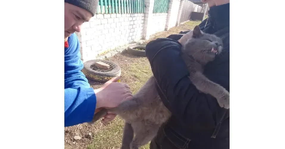 Фото: Головне управління Держпродспоживслужби в Харківській області (telegram) Імунізація тварин від сказу проводиться у Великобурлуцькій і Шевченківській громадах на порталі Gromada Group