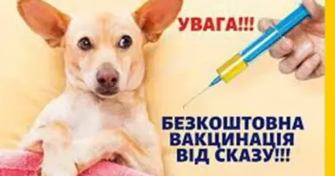 Фото ілюстративне У Шевченківській громаді вакцинуватимуть від сказу і стерилізуватимуть тварин на порталі Gromada Group